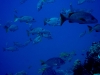 noumea-18-04-09-043